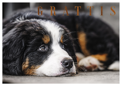 1-os eläinkortti R koira