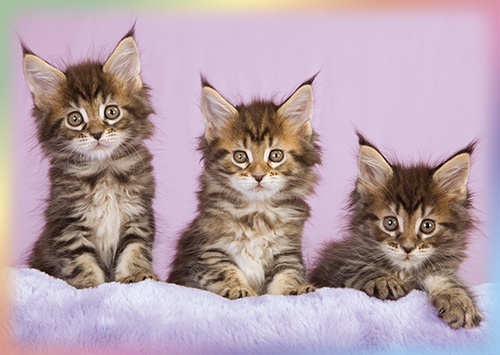 1-os eläinkortti kissa