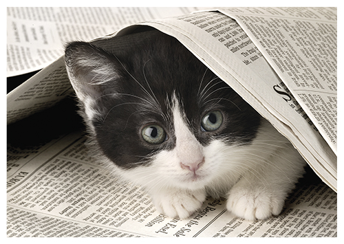 1-os eläinkortti kissa