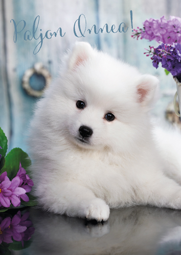 1-os eläinkortti koira