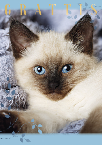 1-os eläinkortti R kissa