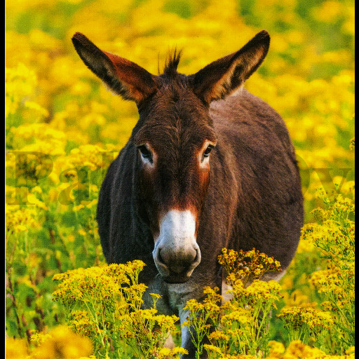 1-os Aquarupella Square 13,5 x 13,5