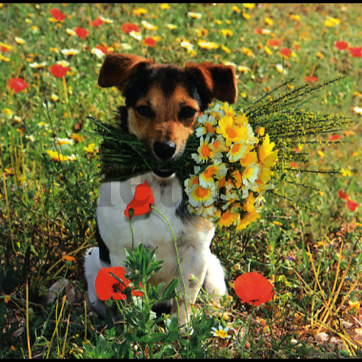 1-os neliökortti Aquarupella