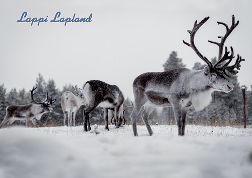 1-os kortti Lappi talvi