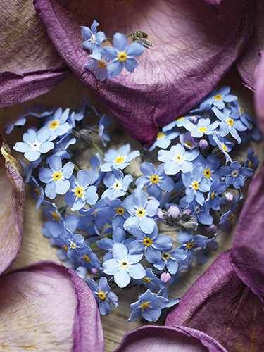 Juliste 30x40cm Lemmikki