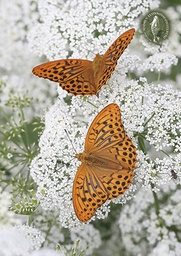 [2725452] 1-os kortti Suomen luonnonsuojeluliitto