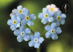 [2725450] 1-os kortti Suomen luonnonsuojeluliitto