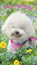 [2920086] 2-os hupikortti Avanti