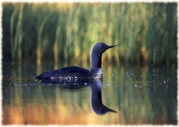 [2733700] 1-os syyskortti