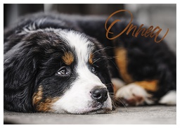 [4750055] 1-os eläinkortti koira