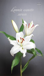 [19P05621] 2-os osanotto