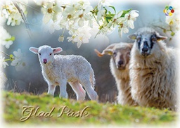 [162460] 1-os pääsiäinen R Syöpäpotilaat PMM