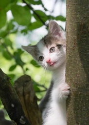 [34853] 1-os eläinkortti