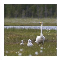 [51P0002] 2-os neliökortti Luonto 14,5x14,5 cm