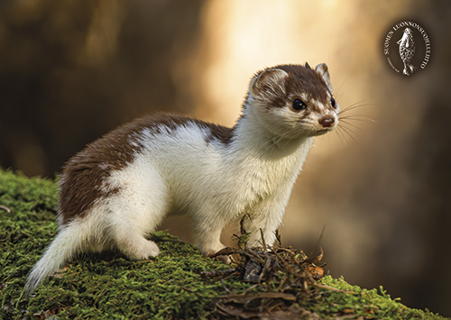 1-os kortti Suomen luonnonsuojeluliitto