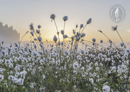 1-os kortti Suomen luonnonsuojeluliitto