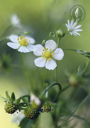 1-os kortti Suomen luonnonsuojeluliitto