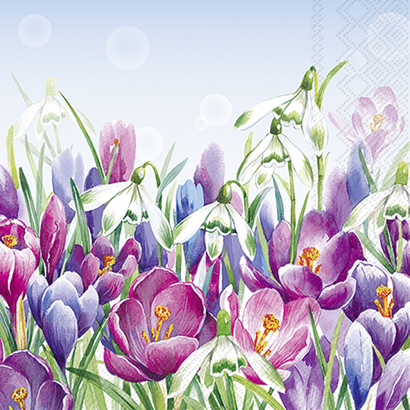 CROCUS light blue 33 cm