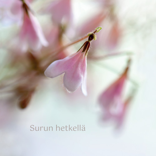 2-os adressikortti Vanamo Unicef osanotto