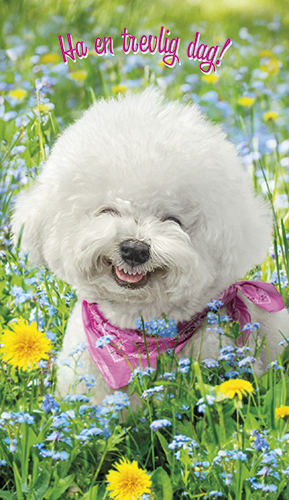 2-os hupikortti Avanti R