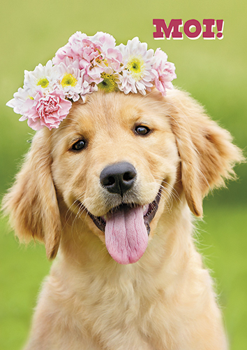 1-os hupikortti Avanti