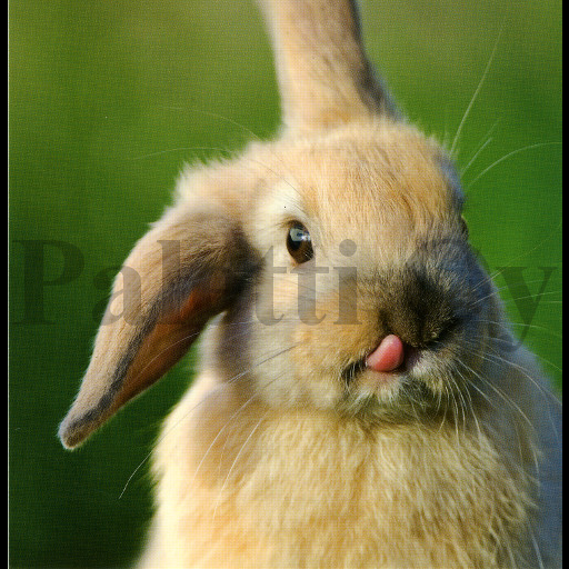 1-os neliökortti Aquarupella