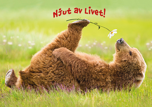 1-os hupikortti R Avanti