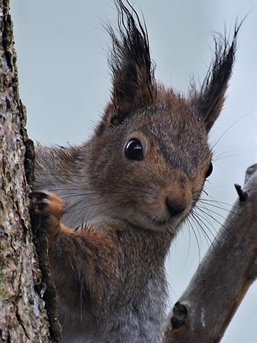 Juliste 30x40cm Orava