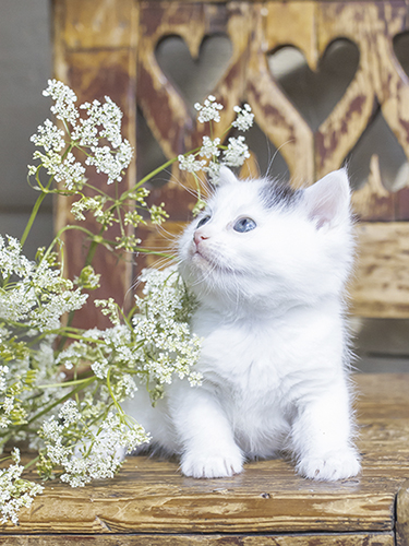 Juliste 30x40cm kissanpentu