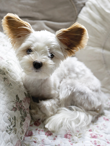 Juliste 30x40cm koira