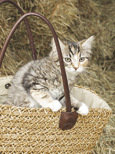 Juliste 30x40cm kissa kassissa