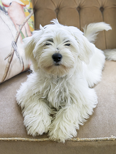 Juliste 30x40cm koiranpentu