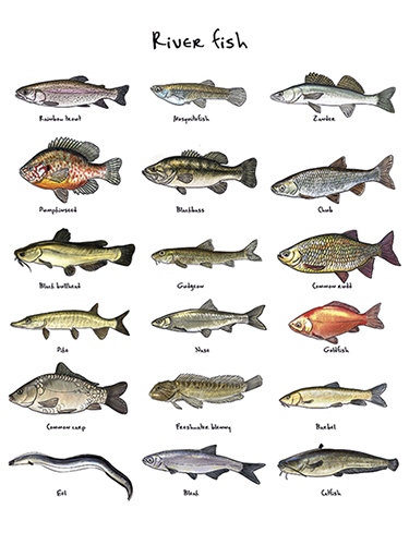 Juliste 60x80cm kalat