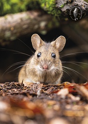 [2725446] 1-os kortti Suomen luonnonsuojeluliitto