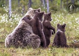 [2725449] 1-os kortti Suomen luonnonsuojeluliitto