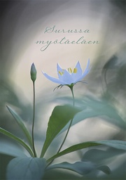 [640002] Suruadressi Metsätähti WWF