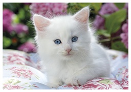 [4750116] 1-os eläinkortti kissa