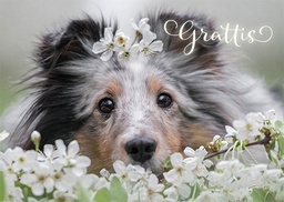 [4776047] 1-os eläinkortti R koira