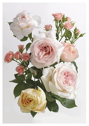 [2530262] 1-os kortti