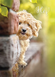 [3910156] 1-os hupikortti R Avanti