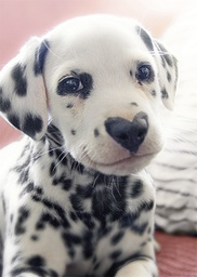 [3910154] 1-os hupikortti Avanti