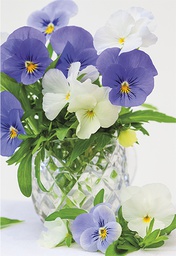 [1960063] 2-os kortti