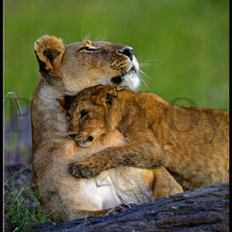 [31963] 1-os Aquarupella Square 13,5 x 13,5