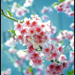 [31967] 1-os Aquarupella Square 13,5 x 13,5