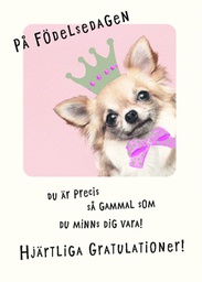 [34769] 1-os eläinkortti R koira