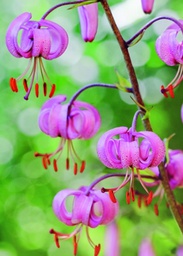 [35528] 1-os kesävuodenaika