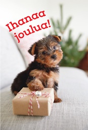 [28112] 2-os joulu SYÖ PMM HMK koira