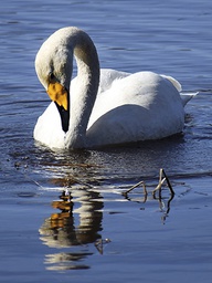 [318110] Juliste 30x40cm Joutsen