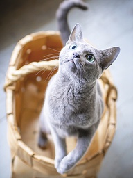 [318120] Juliste 30x40cm kissa korissa