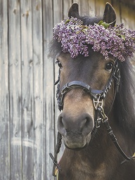 [318121] Juliste 30x40cm hevonen